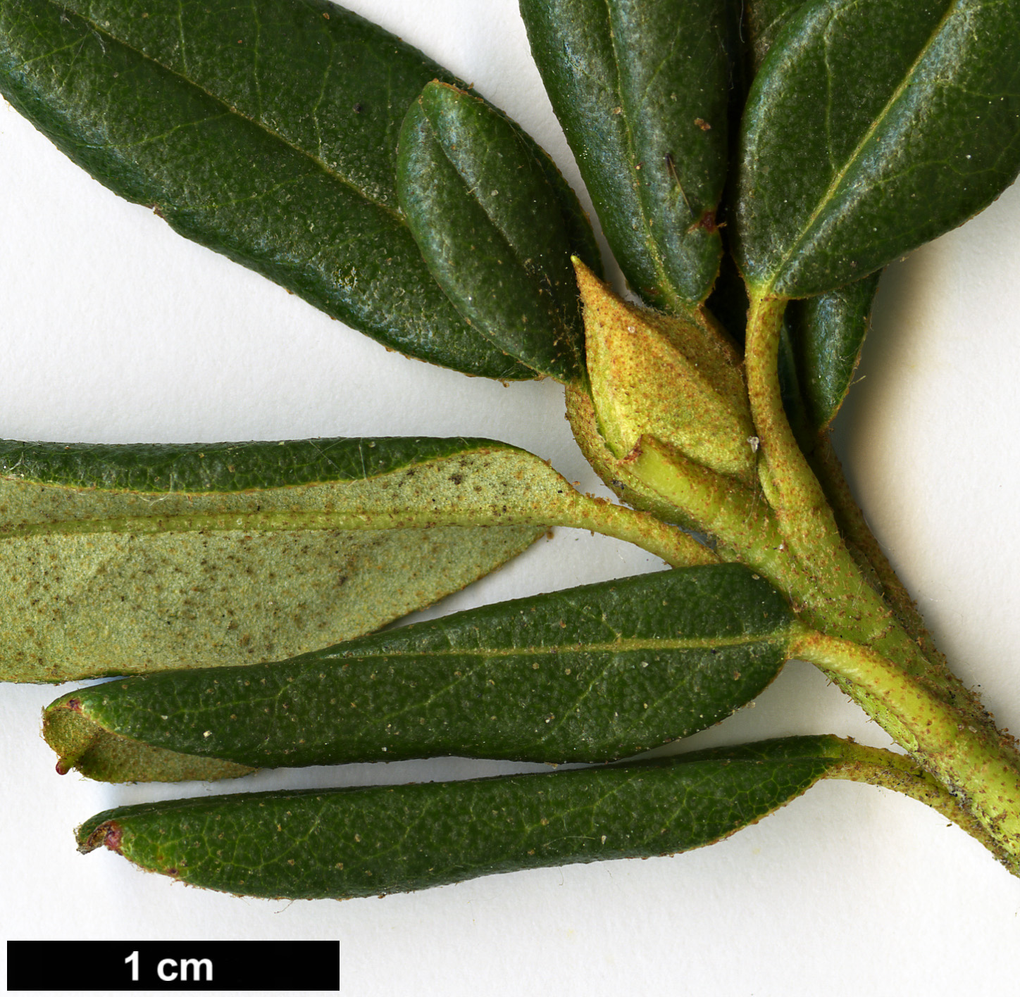 High resolution image: Family: Ericaceae - Genus: Rhododendron - Taxon: anthopogon - SpeciesSub: subsp. hypenanthum 'Annapurna' High resolution image: Family: Ericaceae - Genus: Rhododendron - Taxon: anthopogon - SpeciesSub: subsp. hypenanthum 'Annapurna'